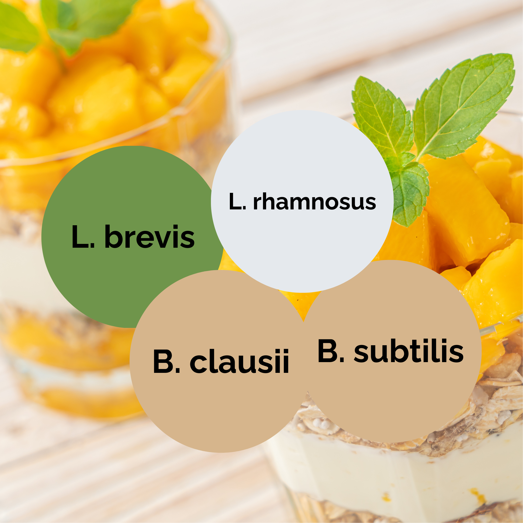 L. brevis + L. rhamnosus + B. subtilis + B. clausii | Joghurt Starter Set | Starterkulturen | 3er Pack